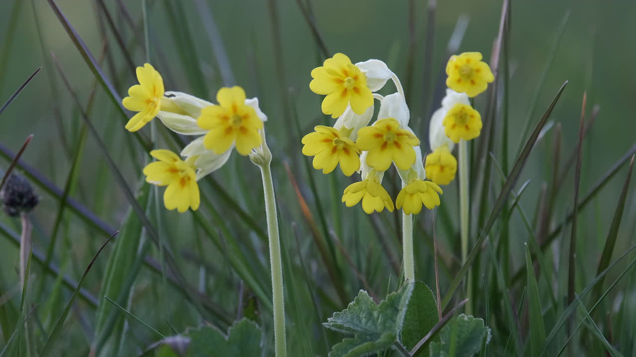 Delicati fiori selvatici di primula veris in un prato incolto nel Worcestershire, Inghilterra, al crepuscolo con i capolini chiusi