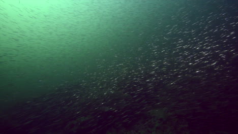 curious fish underwater during a dive in cold water