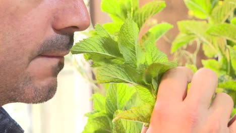 person smelling fresh mint