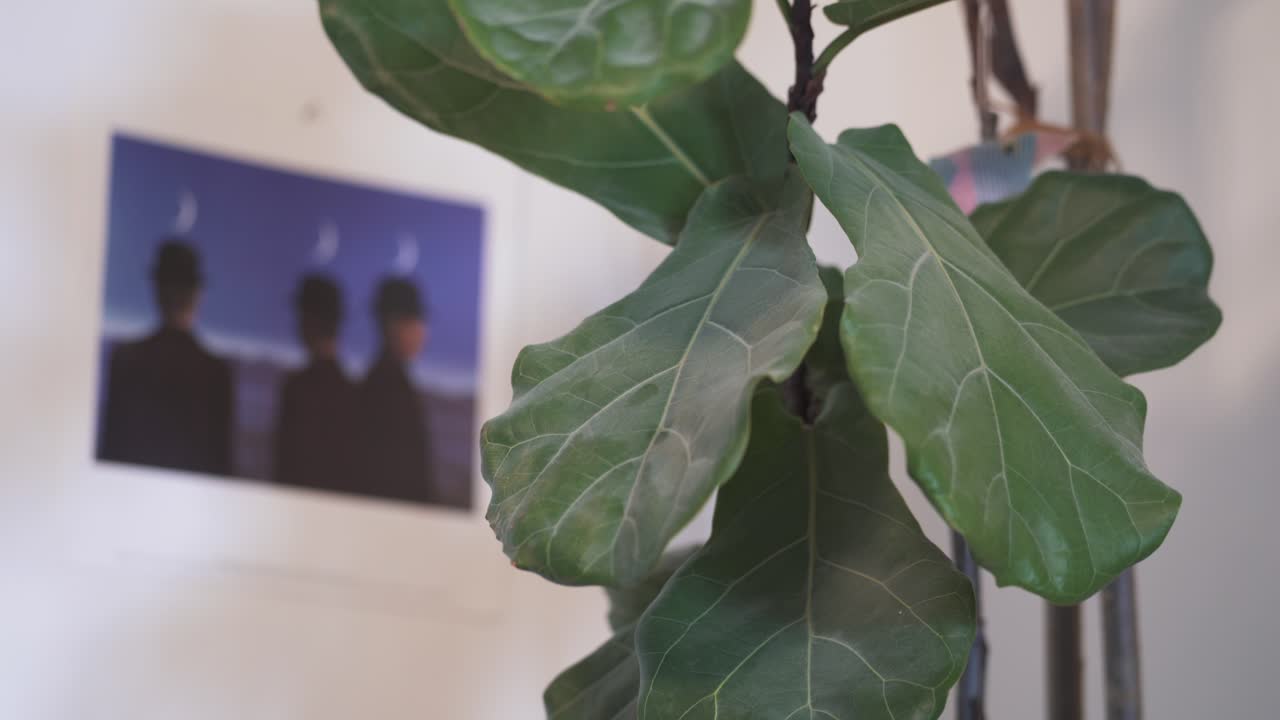 houseplant ficus lyrata의 잎에서 먼지를 닦는 손가락