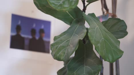 fingers wiping dust off the leaves of houseplant ficus lyrata