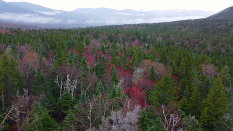 deciduous trees among evergreen pines vast aerial shot