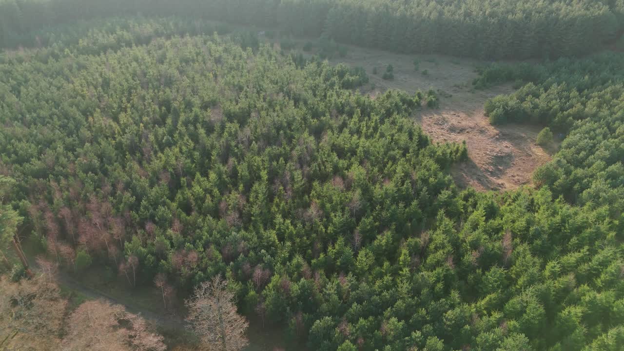 Lush forest landscape in Thetford, Norfolk, featuring a peaceful aerial view