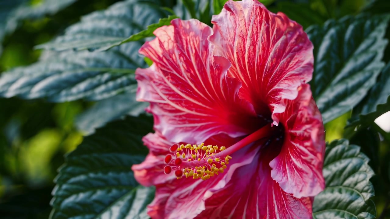 Time-lapse di un vibrante fiore di ibisco rosso in fioritura