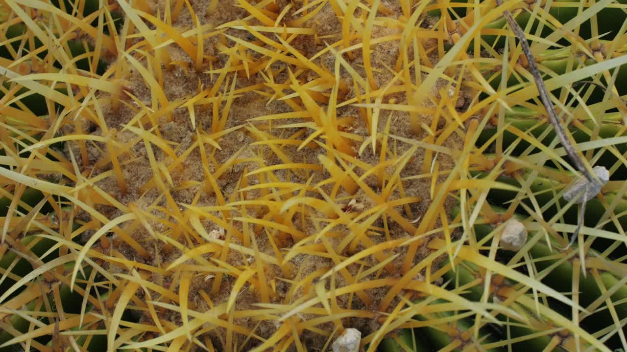 Close up green cactus with yellow spines within a desert environment, city park in Barcelona, Montjuic. African background