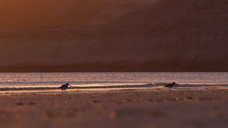 A-Pair-Of-Oystercatcher-Feeding-On-The-Beach-During-A-Golden-Hour-At-Sunset