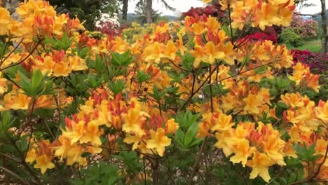 moviéndose alrededor de un hermoso arbusto de rododendro amarillo y naranja cubierto de flores