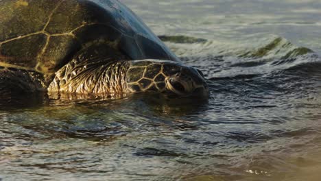 sea turtle close up