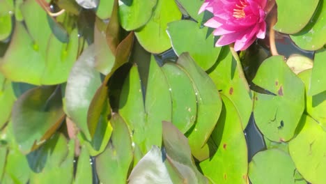 red water lily nymphaea is a genus of aquatic plants of the water lily family nymphaeaceae red water lily nymphaea is a genus of aquatic plants of the water lily family nymphaeaceae