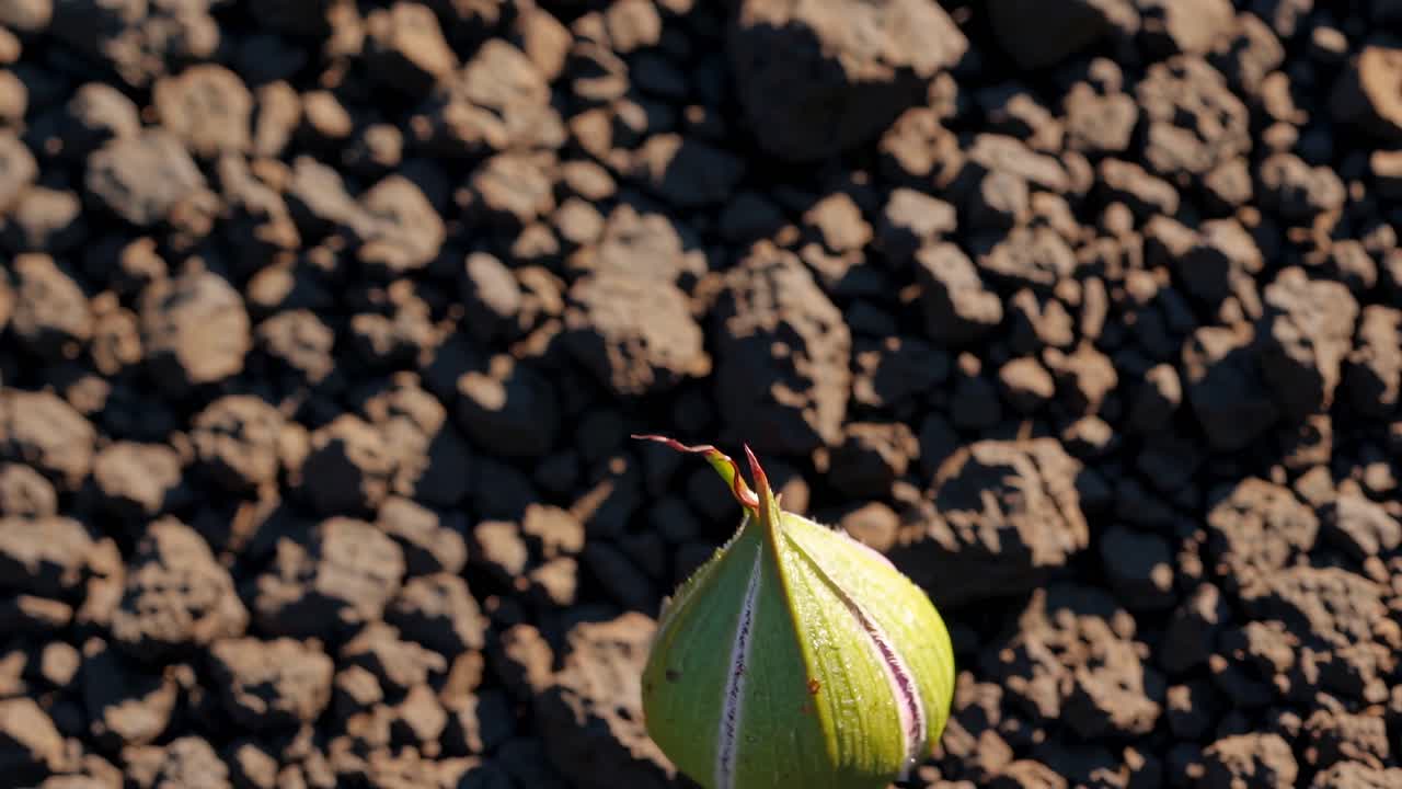 Close-up of a pink rose in bloom, captured from a high angle