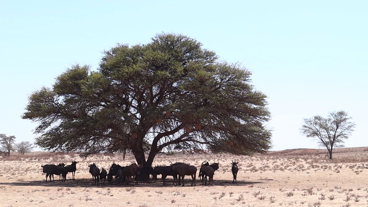 una confusión de ñus, también conocido como gnu, se reúnen bajo el árbol de acacia kalahari