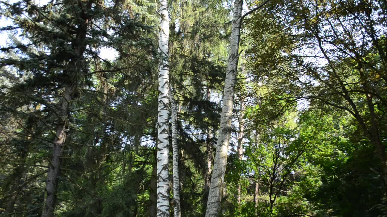 Bel parco. Riprese di alberi alti
