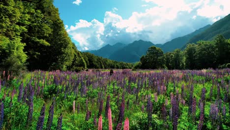 New-Zealand-Milford-Sound-Landscape-Drone-Shot,-Girl-Pops-Up-in-Lupin-Field