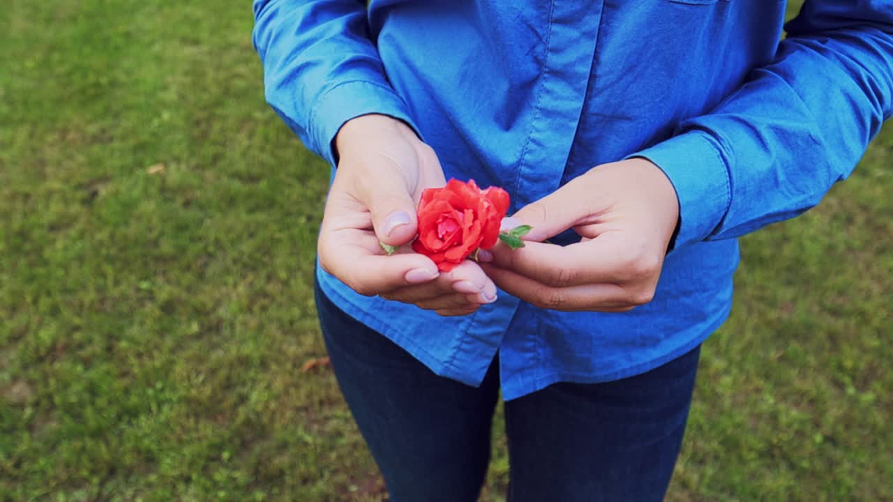 red rose in female hands