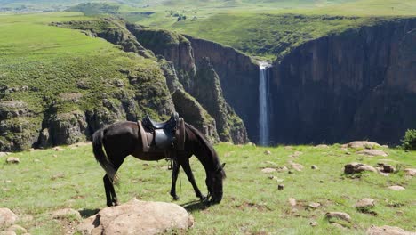 saddled dark chestnut horse eats grass at maletsunyane falls, lesotho