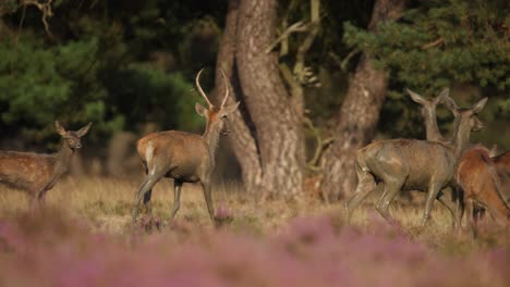 Close-up-of-deer-in-a-clearing,-some-of-them-covered-in-mud-and-chasing-each-other-around-in-the-heat-of-the-rutting-season