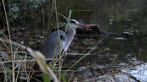 A-calm-heron-watches-the-sunset-over-a-pond-in-a-park-in-Tokyo,-Japan