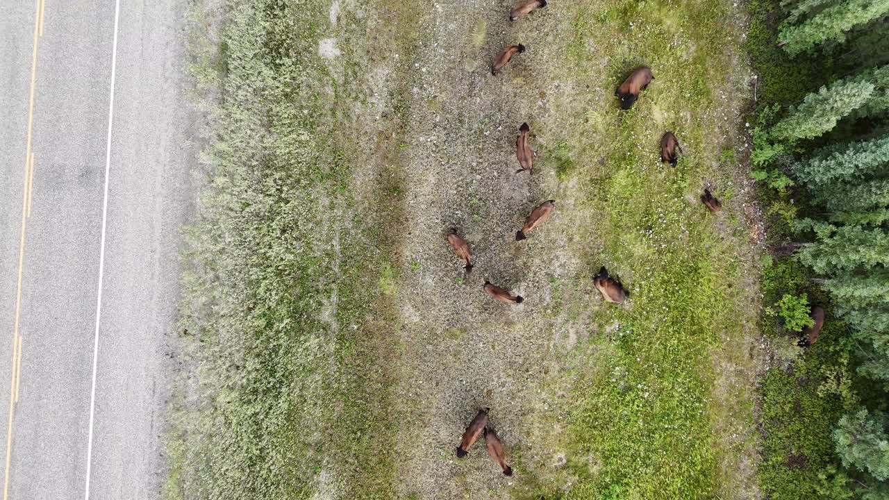 An aerial perspective reveals a group of bison calmly grazing on the lush green grass beside a paved road, showcasing wildlife in its natural roadside habitat in Canada