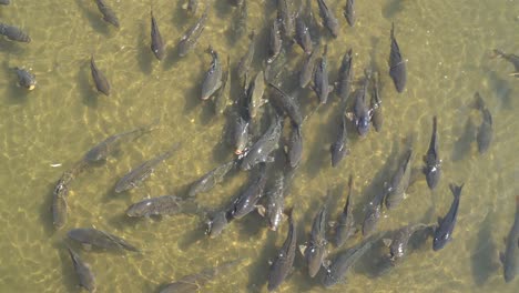 Schwarm-Grauer-Karpfenfische,-Die-Sich-An-Einem-Sonnigen-Tag-In-Sehr-Seichtem-Wasser-Bewegen