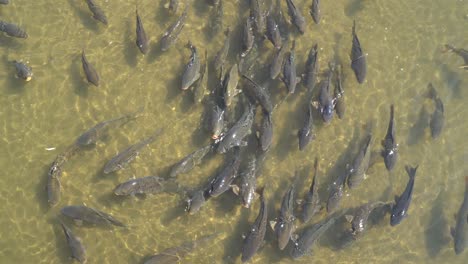 school of gray carp fishes moving in very shallow water on a sunny day