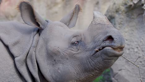 greater one-horned rhinoceros chews and moves its mouth in a naturalistic zoo habitat, captured in close-up with soft, natural daylight and steady camera