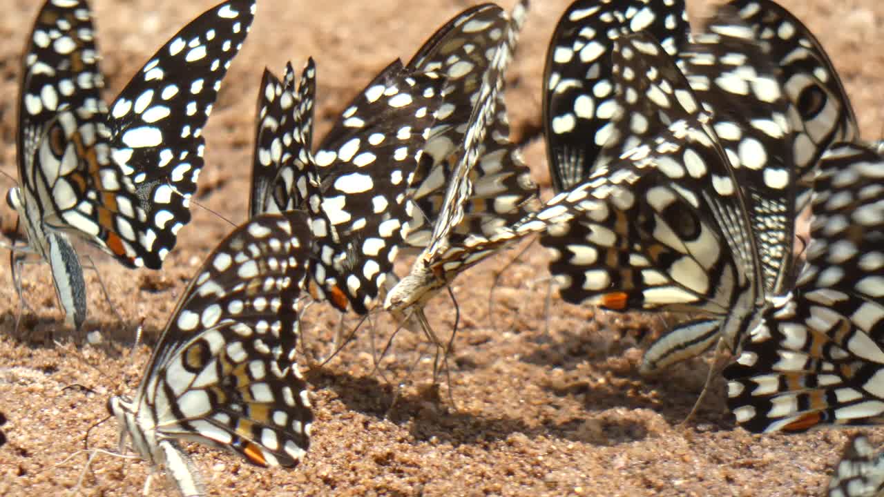 Farfalla bianca e nera UHD MP4 4k