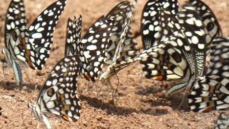 mariposa blanca y negra uhd mp4 4k