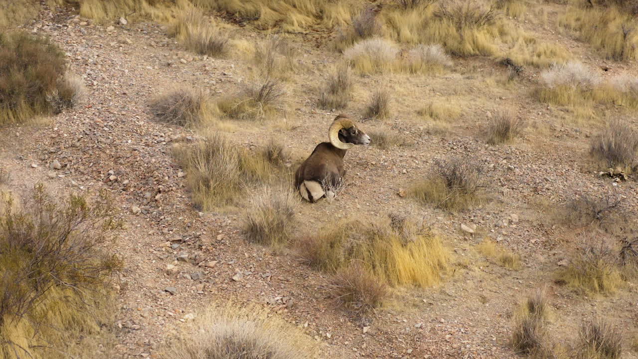 vista aérea del borrego cimarrón descansando solo en el paisaje seco y árido del desierto