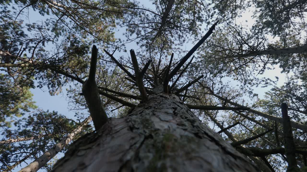 глядя на высокие сосновые деревья в лесу