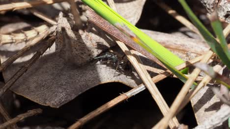 araña imitadora de hormigas, especie myrmarachne