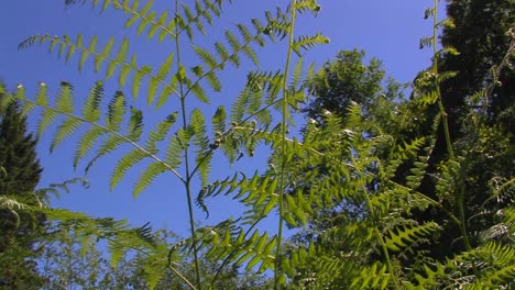 日間的 fern 樹枝