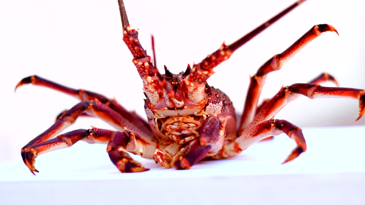 Low frontal view of live spiny crayfish (Jasus lalandii) moving antennae