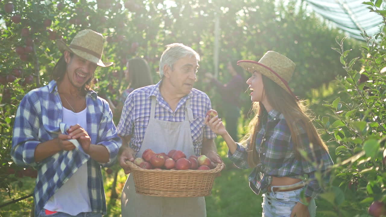 People harvesting and sampling fresh apples in a sunny orchard
