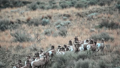 Grazing-Serenity:-Bighorn-Sheep-in-BC's-Grasslands