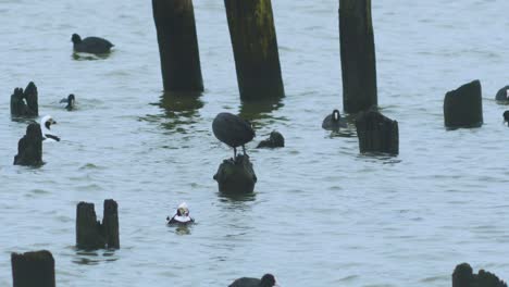 eurasian coot flock swimming in the water and looking for food, overcast day, distant medium shot