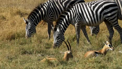 la cebra y la gacela se alimentan juntas en amboseli