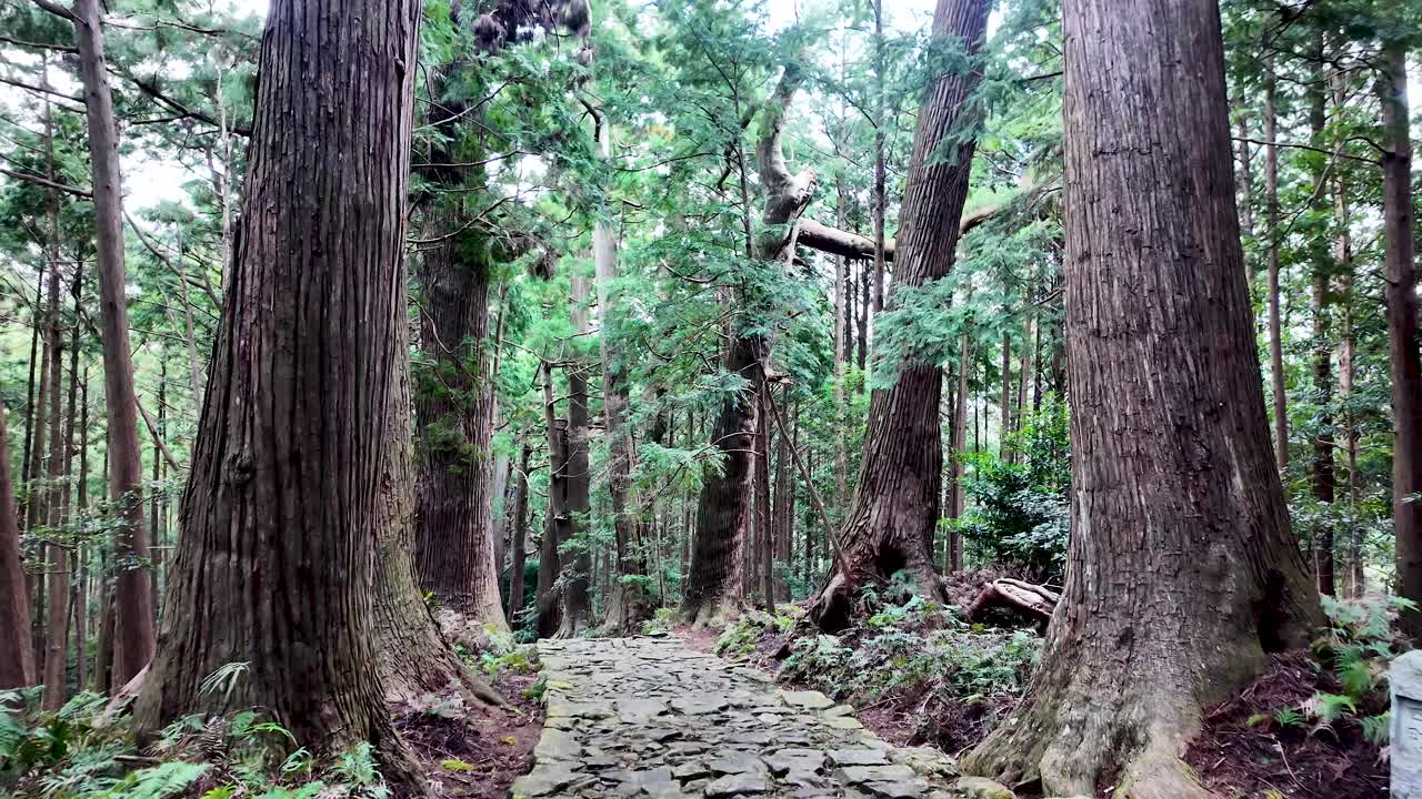 Winding cobblestone path through ancient cedar trees in Nachisan forest along the Kumano Kodo pilgrimage route, evoking serenity