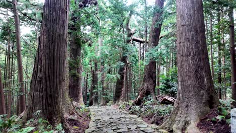 winding cobblestone path through ancient cedar trees in nachisan forest along the kumano kodo pilgrimage route, evoking serenity