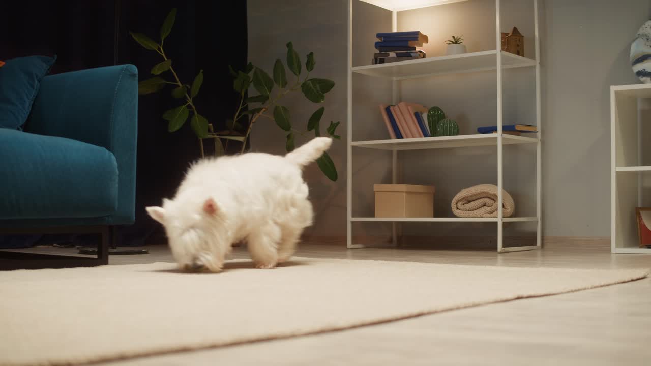 A cute West Highland White Terrier playing with a ball on the floor indoors