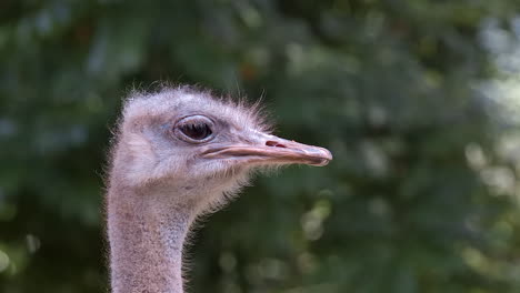 Einzelne-Straußenkopf-Nahaufnahme-Portait