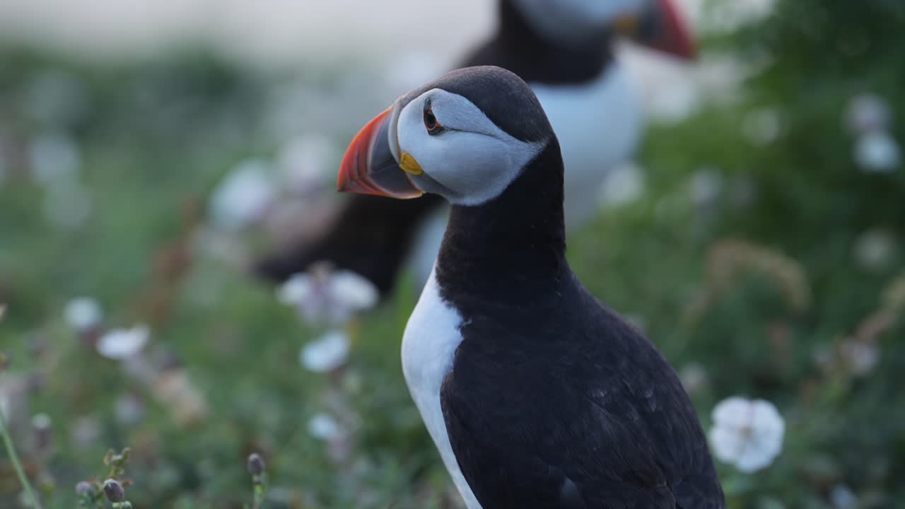 Close Up Atlantic Puffin Portrait with Shallow Depth of Field Out of Focus Background on Skomer Island, UK Birds and Wildlife