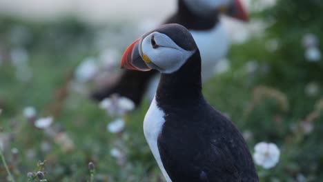 close up atlantic puffin portrait with shallow depth of field out of focus background on skomer island, uk birds and wildlife
