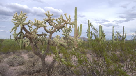 cholla sautant et cactus saguaro dans le désert de sonoran, sud de l'arizona