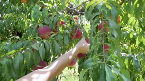 womans arm enters the shot to pick a peach from the tree