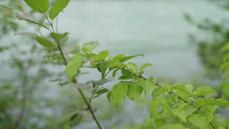 Ramas-Con-Hojas-Frente-A-Un-Río