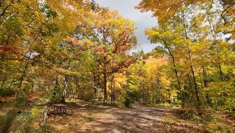 walk through magnificent orange gold autumn woodland forest trail