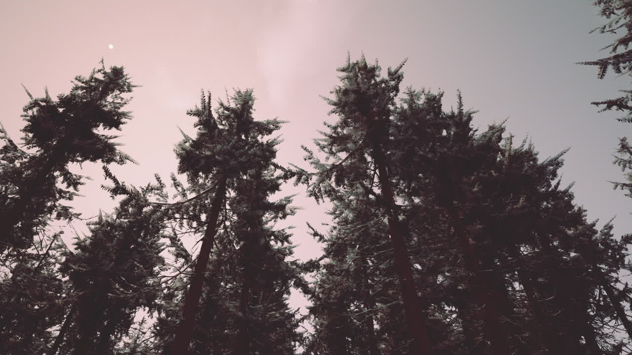 зимний лес при восходе и заходе солнца