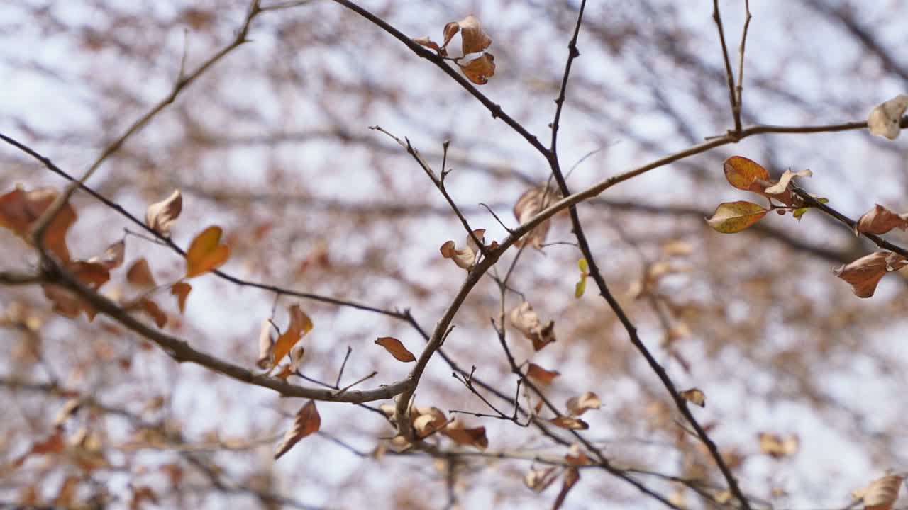 인도의 마디아 프라데시 주 오르차에 있는 여름 동안 오르차 요새 단지 안의 건조한 잎을 가진 나무 가지
