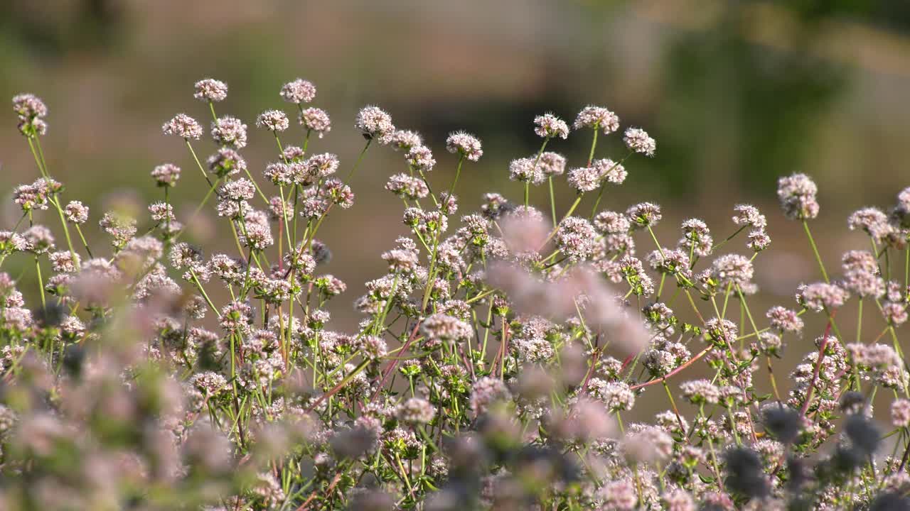 꿀벌은 정원에서 야생화를 수분
