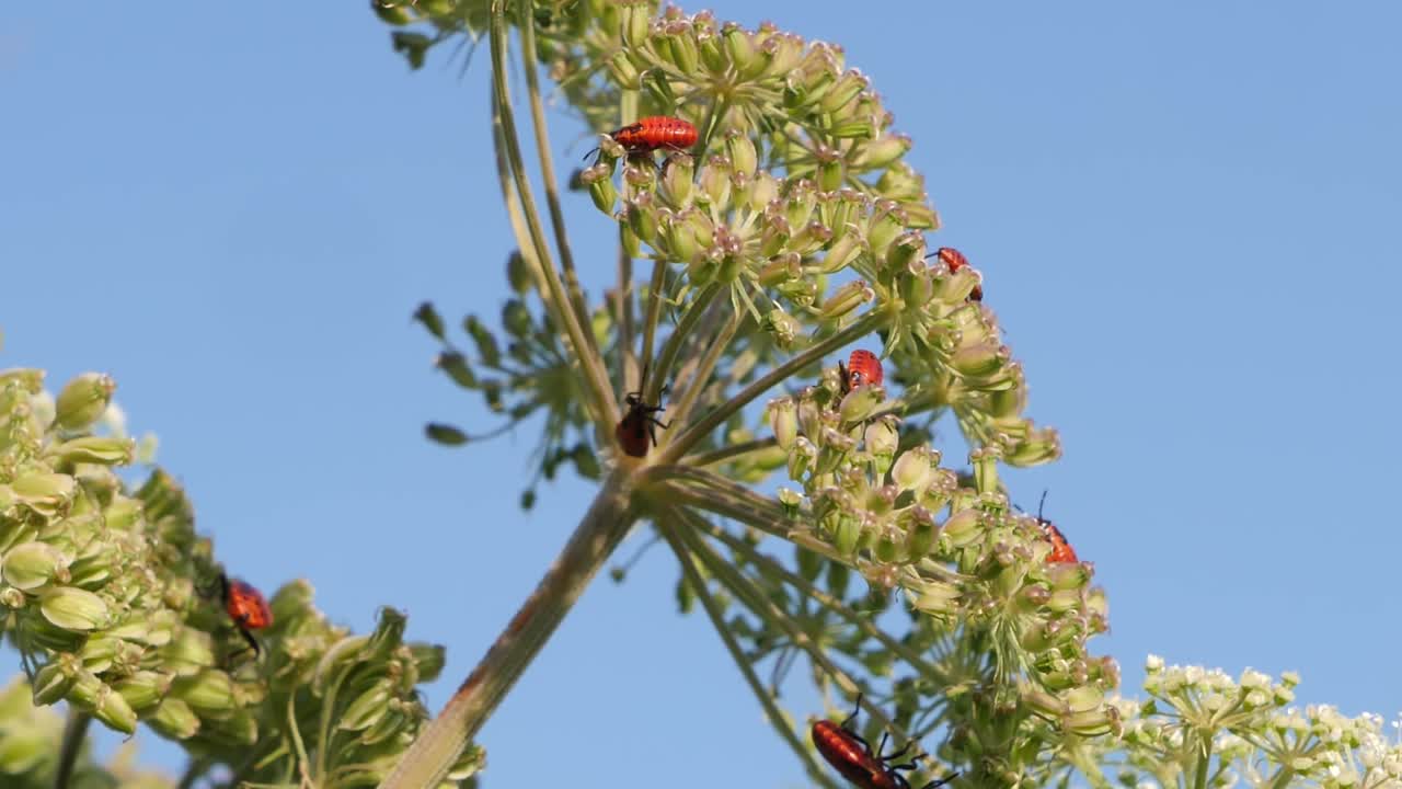 grupo de ninfas rojas de spilostethus saxatilis en una planta contra un fondo de cielo azul